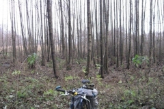 Jezioro Rajgrodzkie 6.11.2011r (40)