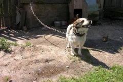 Bialorus_2011 (115)